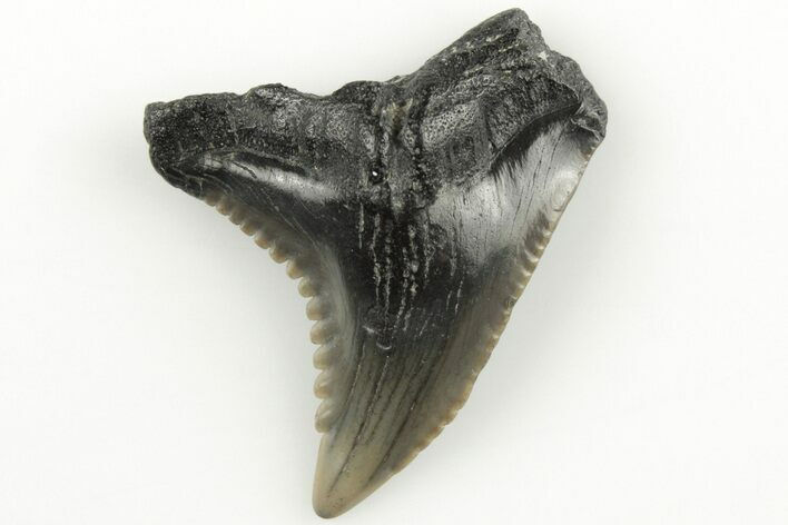 Snaggletooth Shark (Hemipristis) Tooth - Aurora, NC #203581